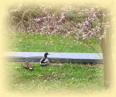 Was will die Ente denn?